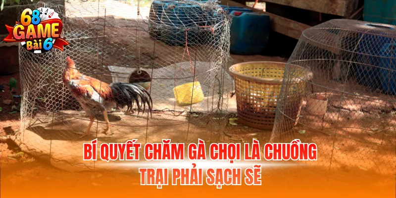 Bí quyết chăm gà chọi là chuồng trại phải sạch sẽ