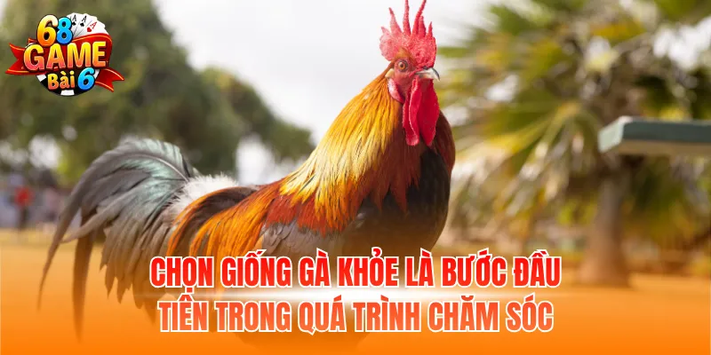 Chọn giống gà khỏe là bước đầu tiên trong quá trình chăm sóc