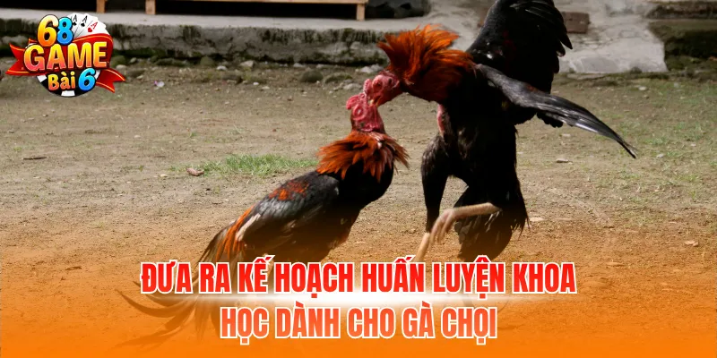 Đưa ra kế hoạch huấn luyện khoa học dành cho gà chọi