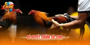 Bí Quyết Chăm Gà Chọi